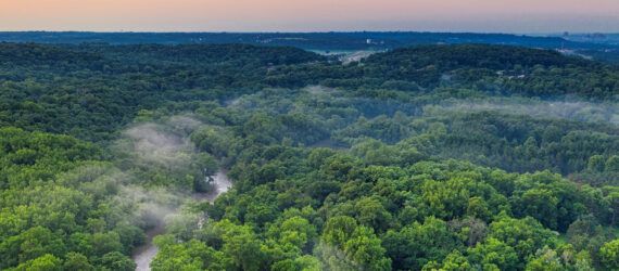 An aerial view of a forest.