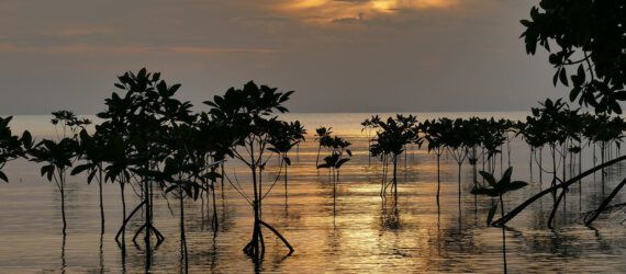 A mangrove forest in water.