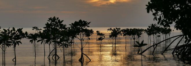 A mangrove forest in water.