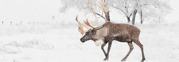 A caribou walking through the snow.