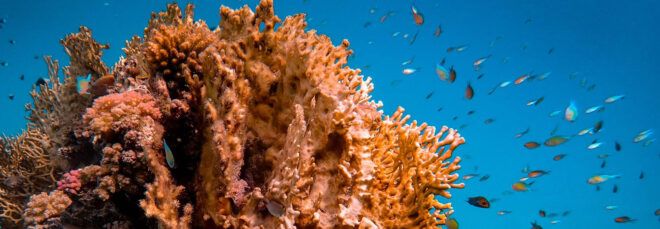 An underwater coral reef.