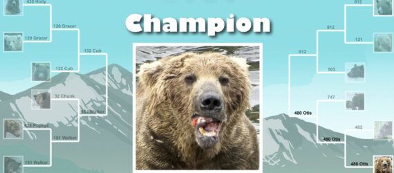 A picture of a bear in the middle of a graphic of a competition bracket.