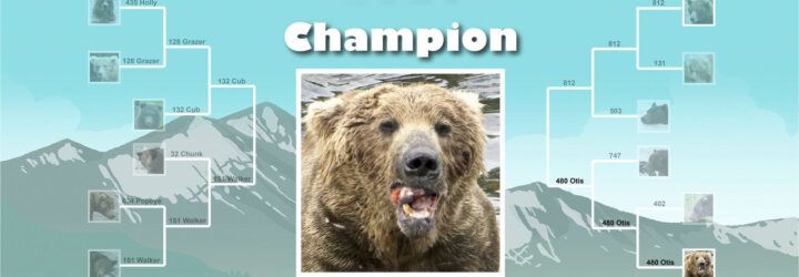 A picture of a bear in the middle of a graphic of a competition bracket.