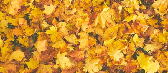 A pile of yellow autumn leaves