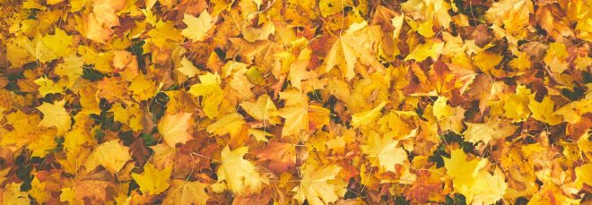 A pile of yellow autumn leaves