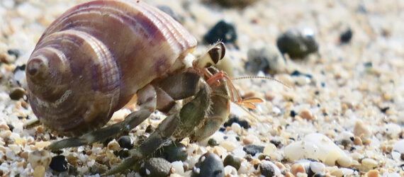 A hermit crab on the beach.