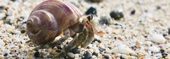 A hermit crab on the beach.