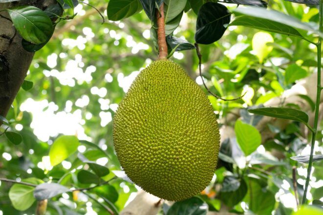 A jackfruit hanging from a branch