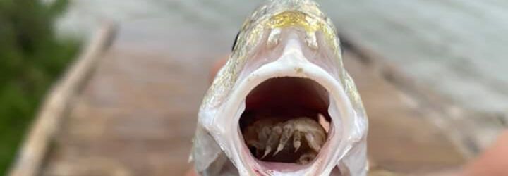 A fish with its mouth open.