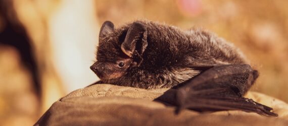 A bat laying on a rock