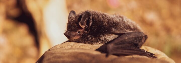 A bat laying on a rock