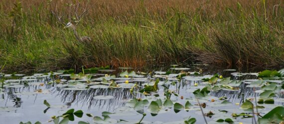 Wetlands landscape