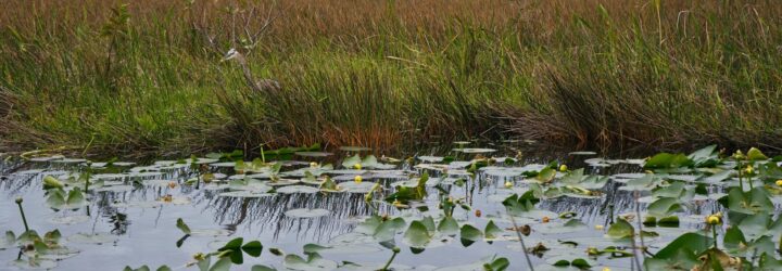 Wetlands landscape