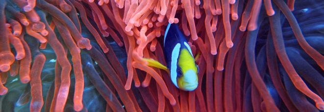 fish hiding in coral
