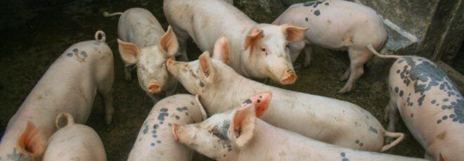 A group of pigs.