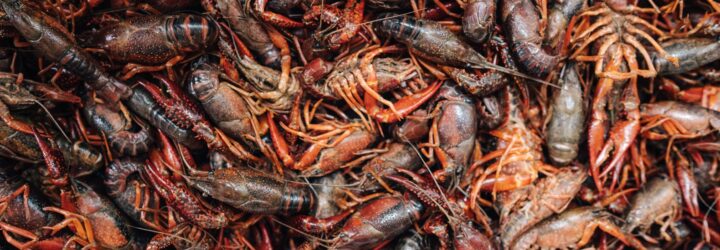 A bunch of crayfish