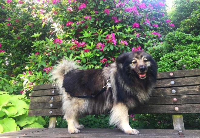 A dog standing on a bench in front of a large green plant.