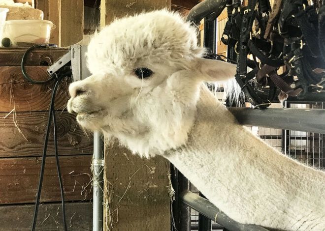 An alpaca sticking its head out.