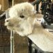An alpaca sticking its head out.