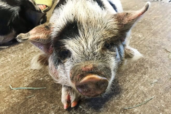 A white baby pig with black spots.