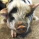 A white baby pig with black spots.