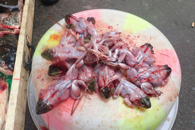 A pile of skinned, live frogs.
