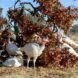 Three turkeys standing behind a tree