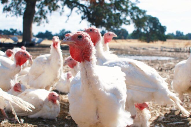 A flock of turkeys facing random ways