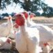 A flock of turkeys facing random ways