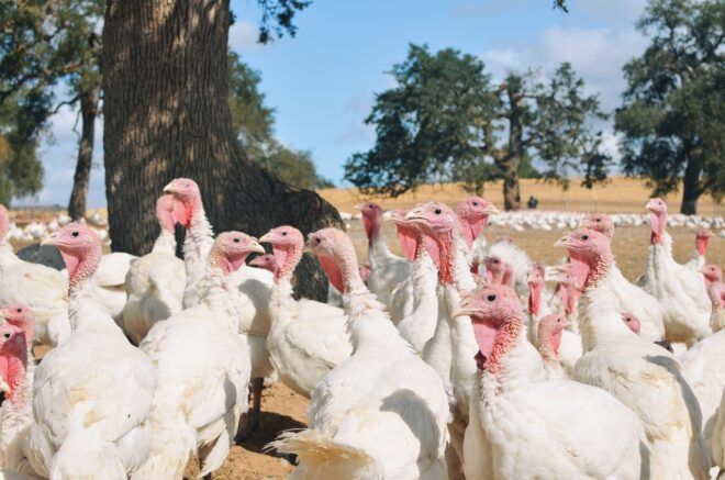 A flock of turkeys in a barren land with trees