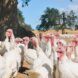A flock of turkeys in a barren land with trees