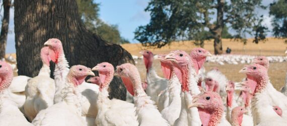 A flock of turkeys