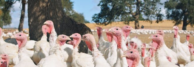 A flock of turkeys