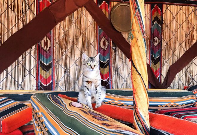 A cat standing on a patterned blanket.
