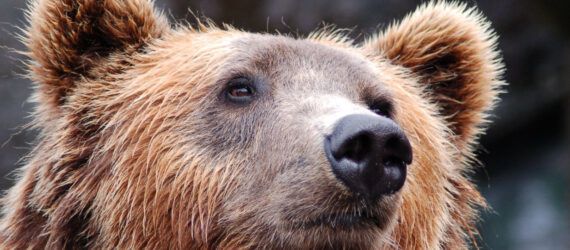 A close-up of a bear's face.