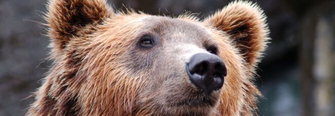 A close-up of a bear's face.