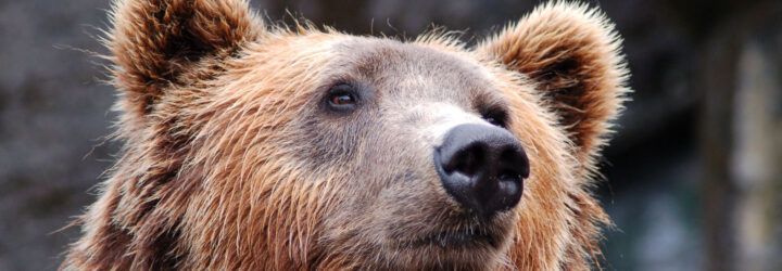 A close-up of a bear's face.