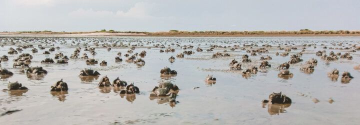 Many crabs along a shoreline.