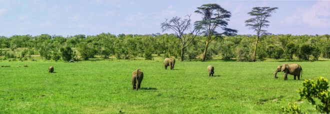 A grassy field where elephants graze.