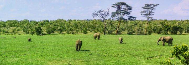 A grassy field where elephants graze.