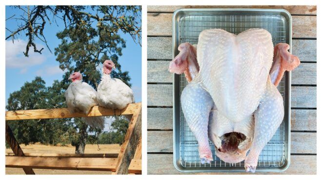 Left to right: Two birds sitting on a fence, a raw turkey on a pan