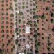 An aerial view of a white building surrounded my trees scattered around sparsely