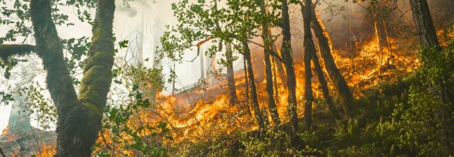 A forest that is on fire