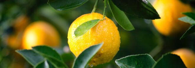 A round, yellow-orange citrus fruit hanging from a tree.