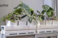 A series of indoor houseplants in pots on a shelf