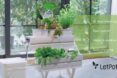 A series of potted plants with a chart to the side of it