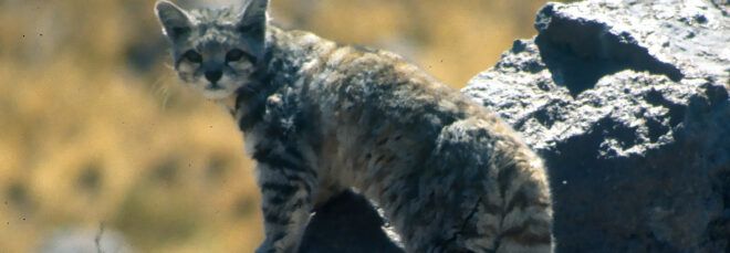 An Andean cat.