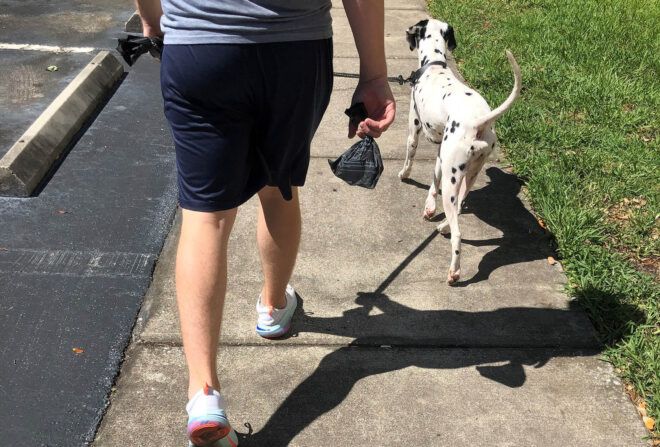 A person walking a dalmatian.