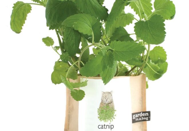 Catnip growing out of a bag.