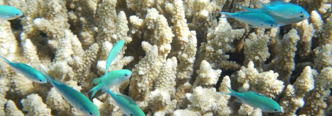 Blue fish swimming in front of white coral.